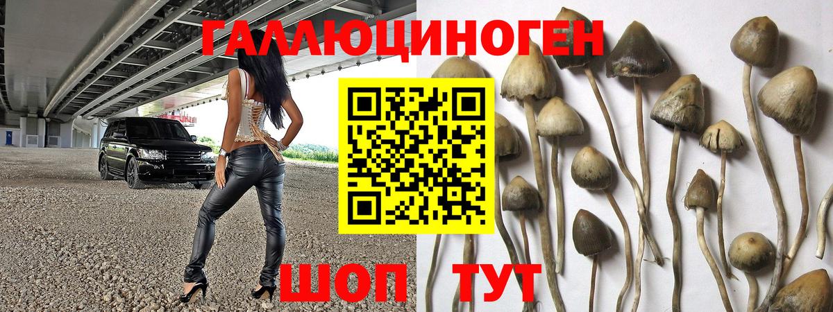 Псилоцибиновые грибы Psilocybine cubensis Дербент